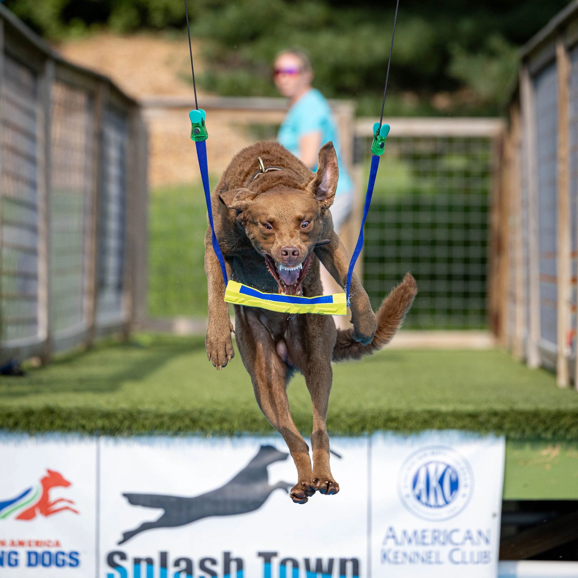 Dog leaping off dock into water at dock diving event